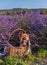 Yorkshire terrier sitting in  basket in lavender field