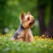 Yorkshire Terrier sitting on the green meadow in summer. Yourkshire Terrier dog sitting on the grass with a summer landscape in