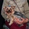 The Yorkshire Terrier is sitting on his hands. The dog in the hands of my grandmother. Caring for animals