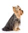 Yorkshire Terrier sitting in profile. on white ba