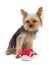 Yorkshire terrier sitting with a small red shoe