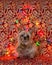 Yorkshire Terrier sitting with tongue hanging out in front of multicolored lights
