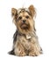Yorkshire Terrier sitting wearing bows, isolated