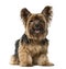 Yorkshire Terrier sticking the tongue out