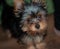 Yorkshire Terrier, Teacup, Fun Loving Dog