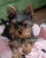 Yorkshire Terrier, Teacup, Fun Loving Dog