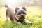 Yorkshire terrier waiting for play