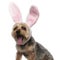 Yorkshire Terrier wearing rabbit ears and yawning