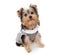 Yorkshire Terrier Wearing Suit Vest