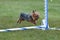 Yorkshire Terrier (Yorkie) at Dog Agility Trial