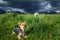 Yorkshire Terrier Yorkie and white Maltese dog waiting patiently to play in tall green grass