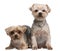 Yorkshire Terriers, 18 months old, sitting