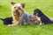 The yorkshire terriers