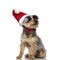 Yorkshire Terrierwearing Santa Claus hat, sunglasses and bow tie