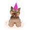 Yorkshire toy terrier little sitting dog in birthday hat on transparent background. Pets party concept.