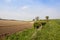 Yorkshire wolds potato rows