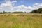 Yorkshire wolds wildflowers in summertime