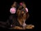 Yorky dog with pink accessories