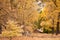 Yosemite Autumn showing small hut and full of yellow leaves