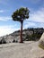 Yosemite lonely pine tree