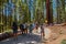 YOSEMITE NATIONAL PARK, CALIFORNIA, USA â€“ JUNE 26, 2021: Crowds of people in Yosemite National Park Mariposa Grove Road