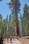 YOSEMITE NATIONAL PARK, CALIFORNIA, USA â€“ JUNE 26, 2021: Crowds of people in Yosemite National Park Mariposa Grove Road