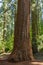 Yosemite National Park - Mariposa Grove Redwoods