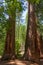 Yosemite National Park - Mariposa Grove Redwoods