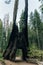 Yosemite National Park, USA- October 2022: View of the dead tunnel tree in Tuolumne Grove