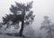 Yosemite Pines in the fog