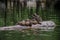 Yosemite `s Mirror Lake Duck Family Nap time