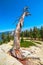 Yosemite Sentinel Dome dead tree