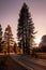 Yosemite the Sequoias in California usa