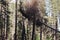 Yosemite tree cutting in Yosemite Valley