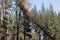 Yosemite tree cutting in Yosemite Valley