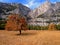 Yosemite Valley Lone Tree in Autumn