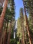 Yosemite Waterfalls behind Sequoias