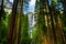 Yosemite Waterfalls behind Sequoias in Yosemite National Park,California