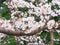 Yoshino cherry tree branches in full bloom in the sky background