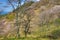 Yoshinoyama, Nara, Japan at the spring