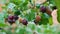 Yoshta berry on a bush branch, ripe black yoshta berries