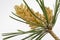 Are you allergic to white pine tree pollen?