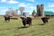 Are you, looking at me? Dark brown cattle grazing in an area closed in with a barbed wire fence