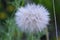 you may want to look closely at dandelion