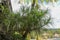 Youg plant Pandanus Tectorius, Pandanus Odoratissimus tree with natural sunlight in the morning. Herbal use for diuretic and