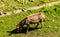 Yound cute horse feeding with grass on beautiful meadow in Ajaccio, Corsica