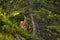 Yound deer on the slope at Switzerland mountains