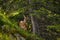 Yound deer on the slope at Switzerland mountains