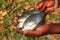 A yound fish farmer holding lots of chitala fish in hand in nice blur background