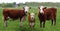 Yound Hereford calf standing in the field with two cows